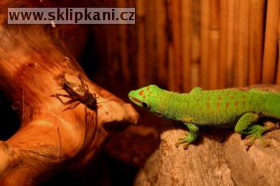 Phelsuma-madagascariensis-grandis